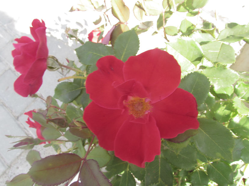 Zeelandia - A A Flori de gradina 3