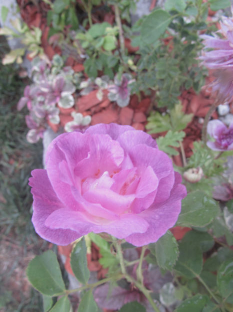 Blue for you - A A Flori de gradina 3