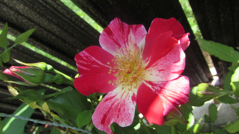 Crazy for you - A A Flori de gradina 3