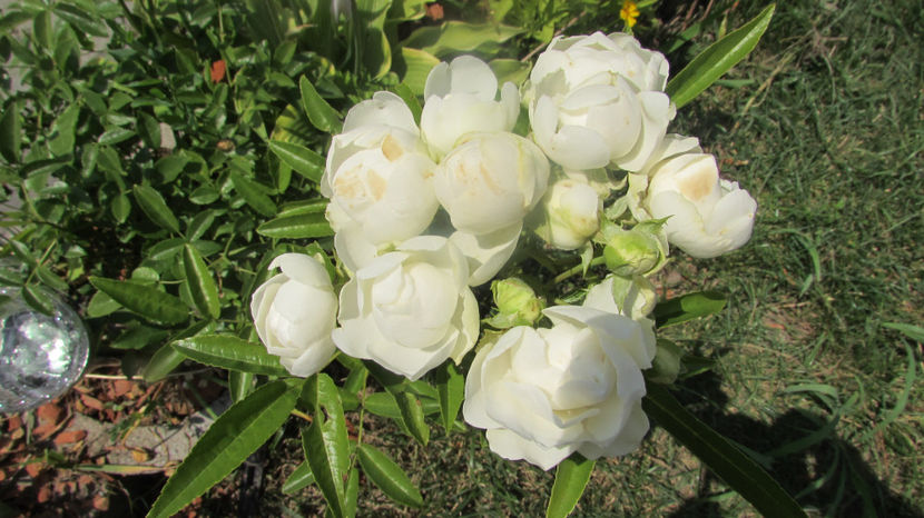 Morstag white - A A Flori de gradina 3