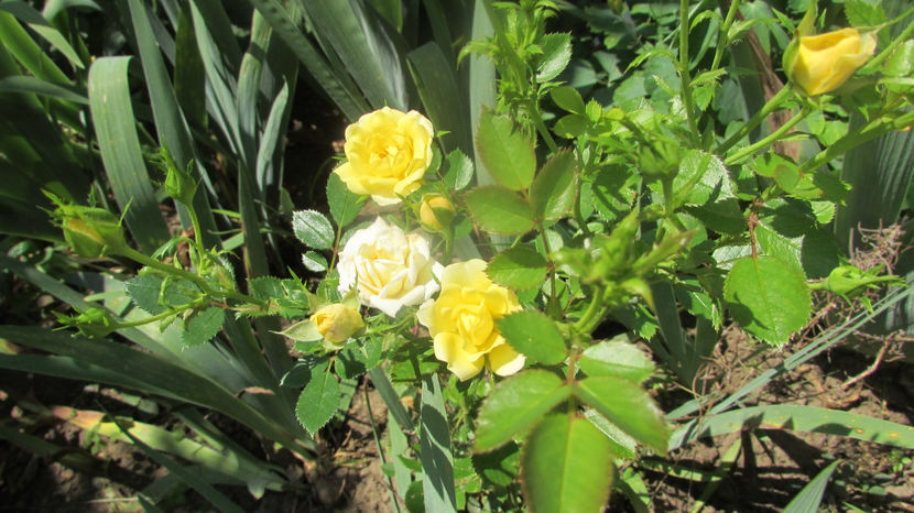 Fairy yelow - A A Flori de gradina 3