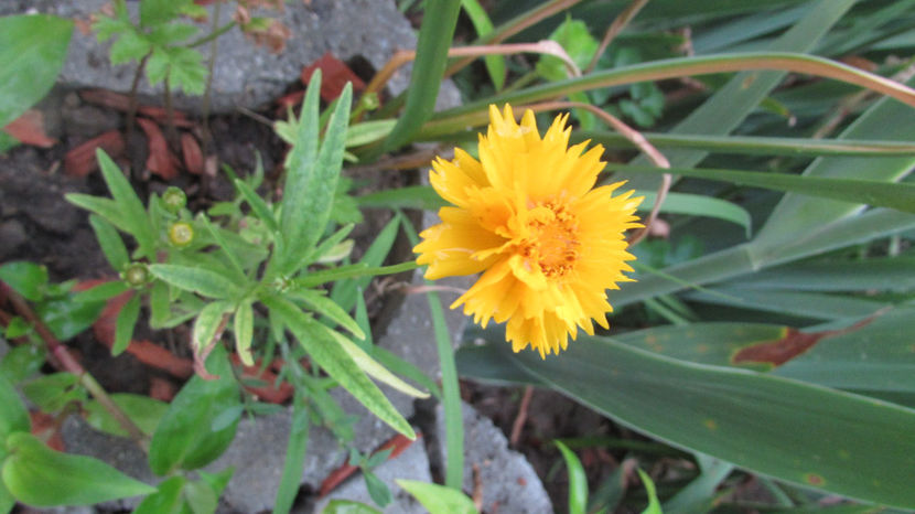  - A A Flori de gradina 3