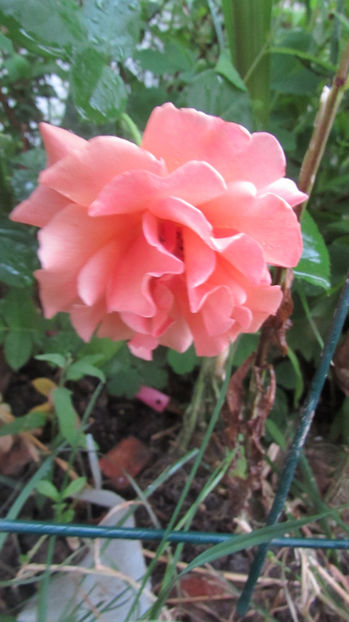 Easy Does it - A A Flori de gradina 3