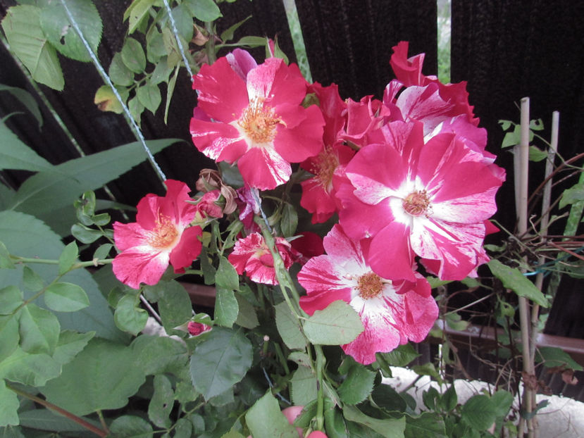 Crazy for You - A A Flori de gradina 3