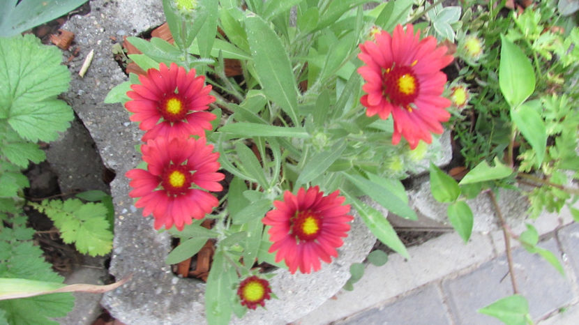  - A A Flori de gradina 3