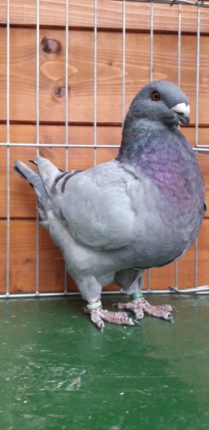 M 2019 - Tineret 2019