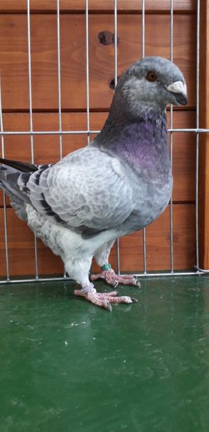 M 2019 - Tineret 2019