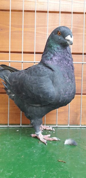 M 2019 - Tineret 2019