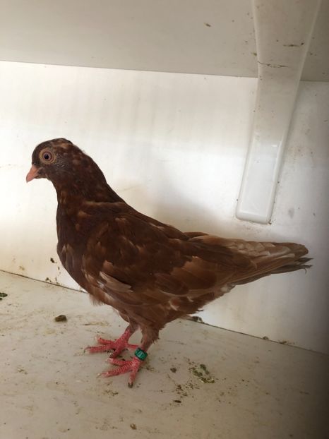 759219 - 2-lot zbor pana simpla 2019