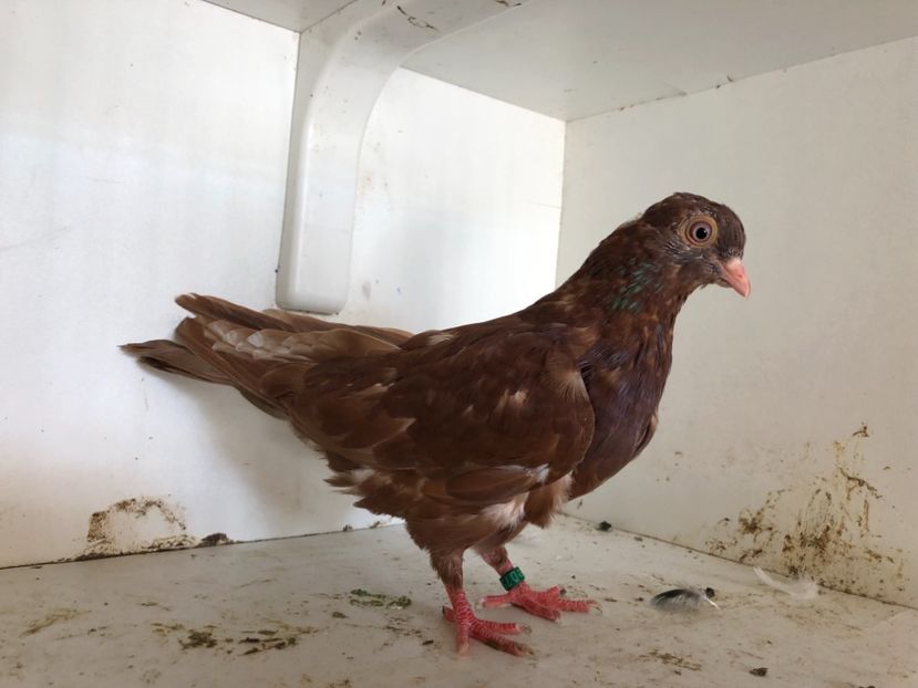  - 2-lot zbor pana simpla 2019