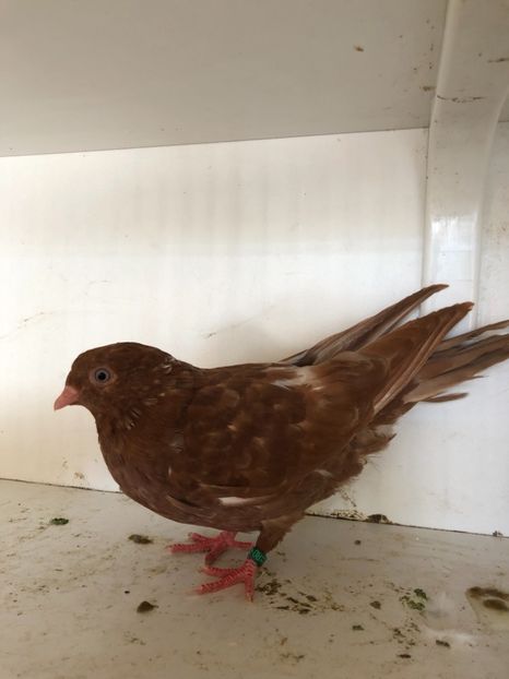 756419 - 2-lot zbor pana simpla 2019