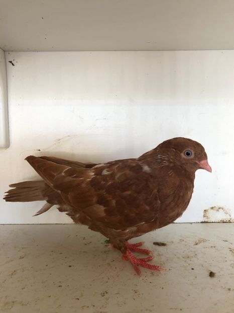  - 2-lot zbor pana simpla 2019