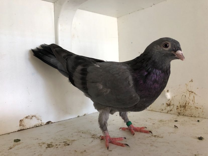 755019 - 2-lot zbor pana simpla 2019