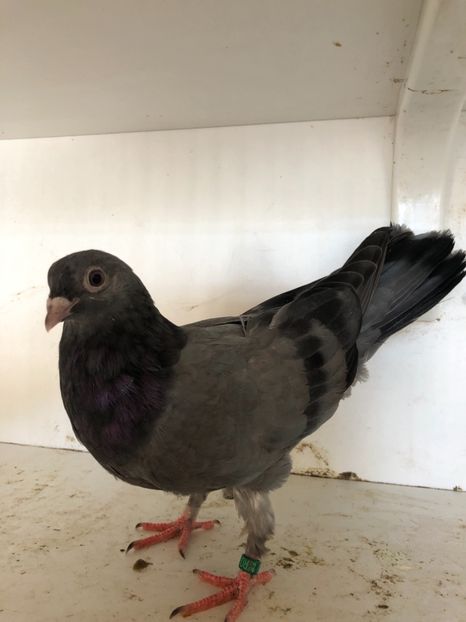  - 2-lot zbor pana simpla 2019