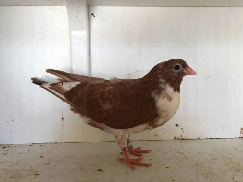  - 2-lot zbor pana simpla 2019