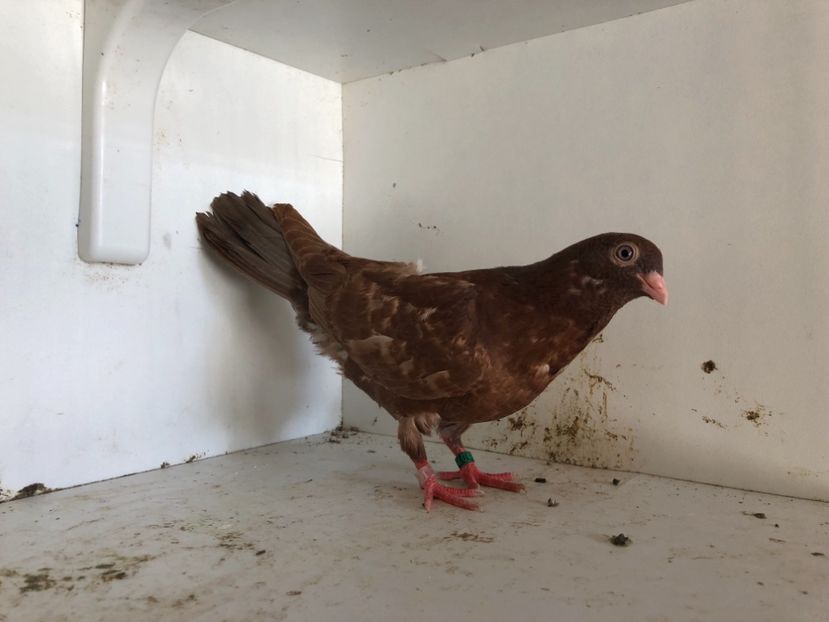 759119 - 2-lot zbor pana simpla 2019