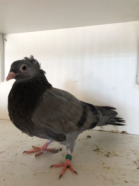  - 2-lot zbor pana simpla 2019