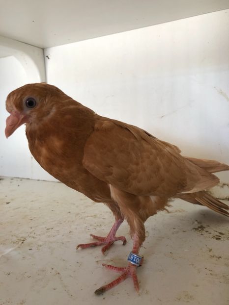  - 2-lot zbor pana simpla 2019