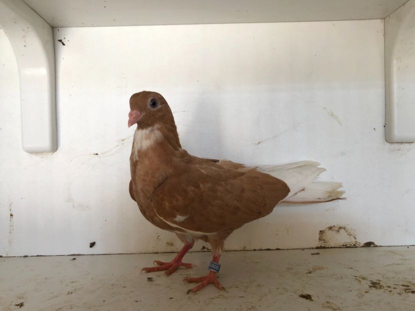 9418 - 2-lot zbor pana simpla 2019