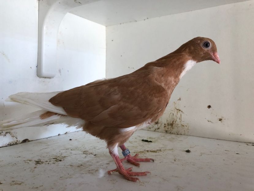  - 2-lot zbor pana simpla 2019