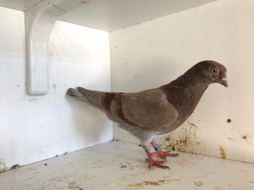 818 - 2-lot zbor pana simpla 2019