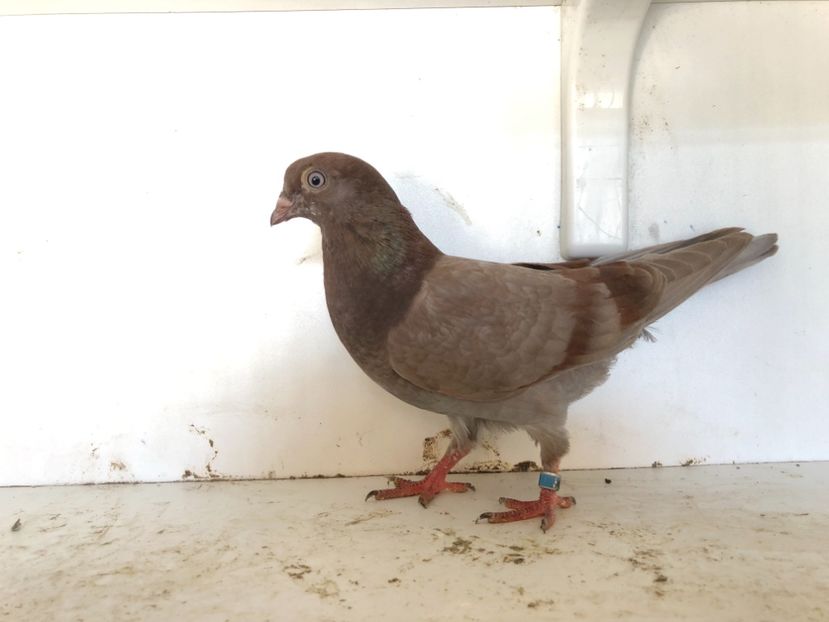  - 2-lot zbor pana simpla 2019