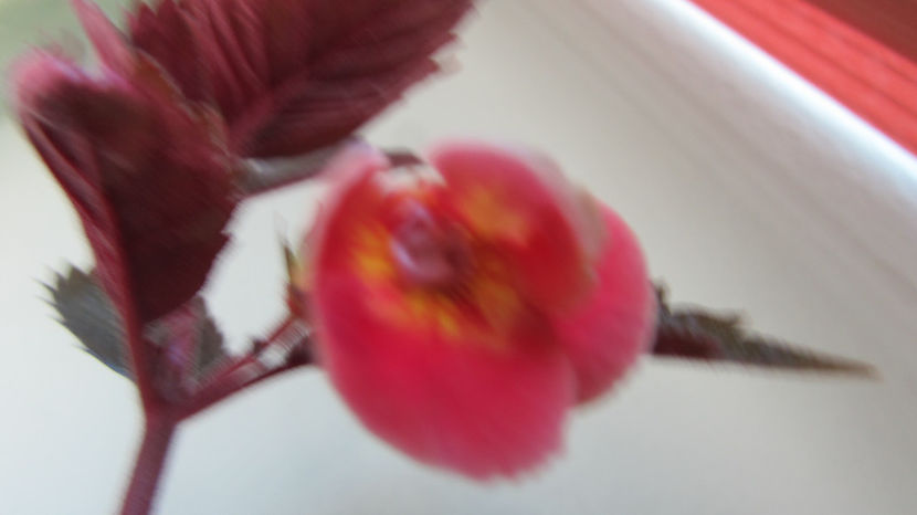  - Achimenes 2019