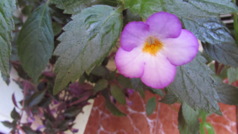  - Achimenes 2019