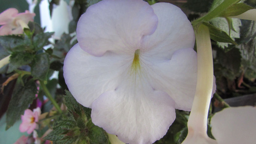  - Achimenes 2019
