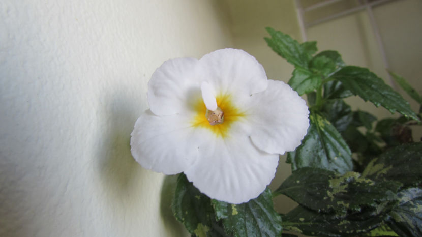  - Achimenes 2019