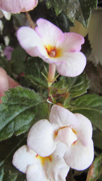  - Achimenes 2019