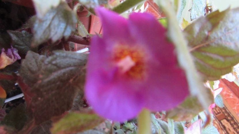 - Achimenes 2019
