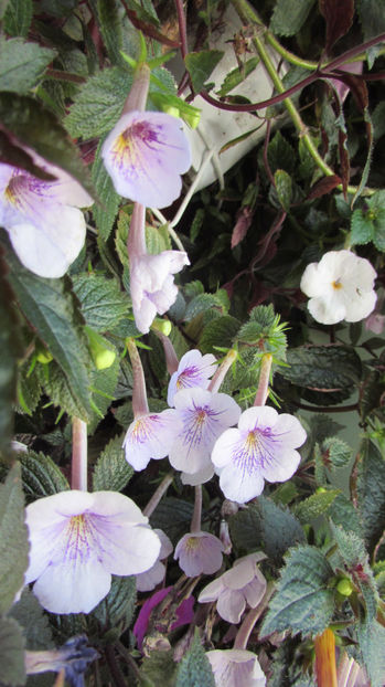  - Achimenes 2019