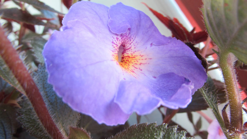 Nostalgie a doua floare - Achimenes 2019