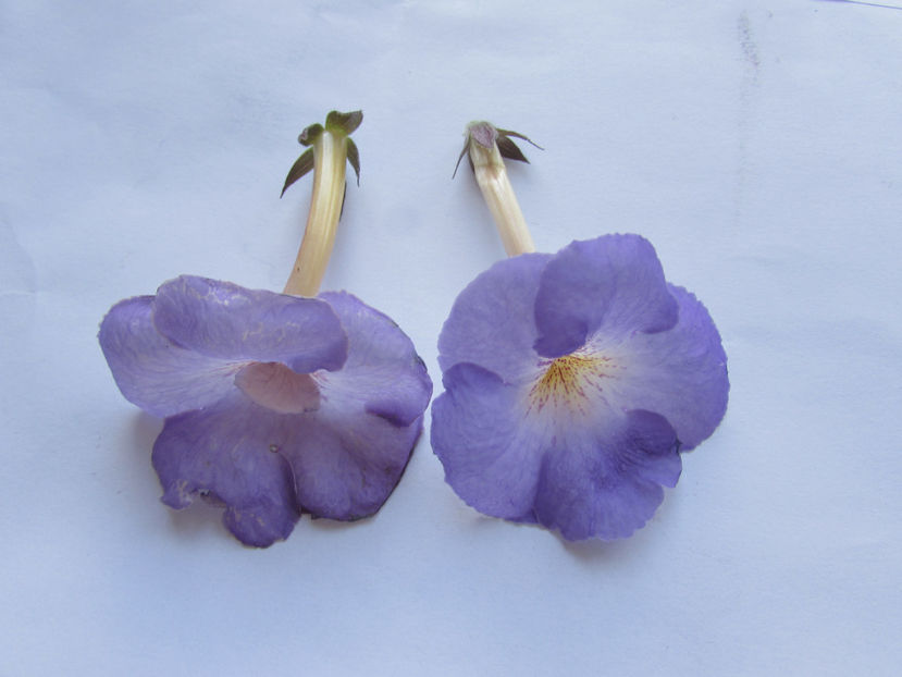 nostalgie -prima si a doua floare - Achimenes 2019