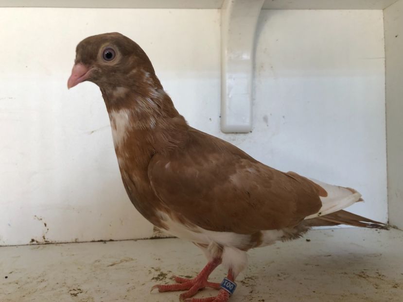  - 2-lot zbor pana simpla 2019