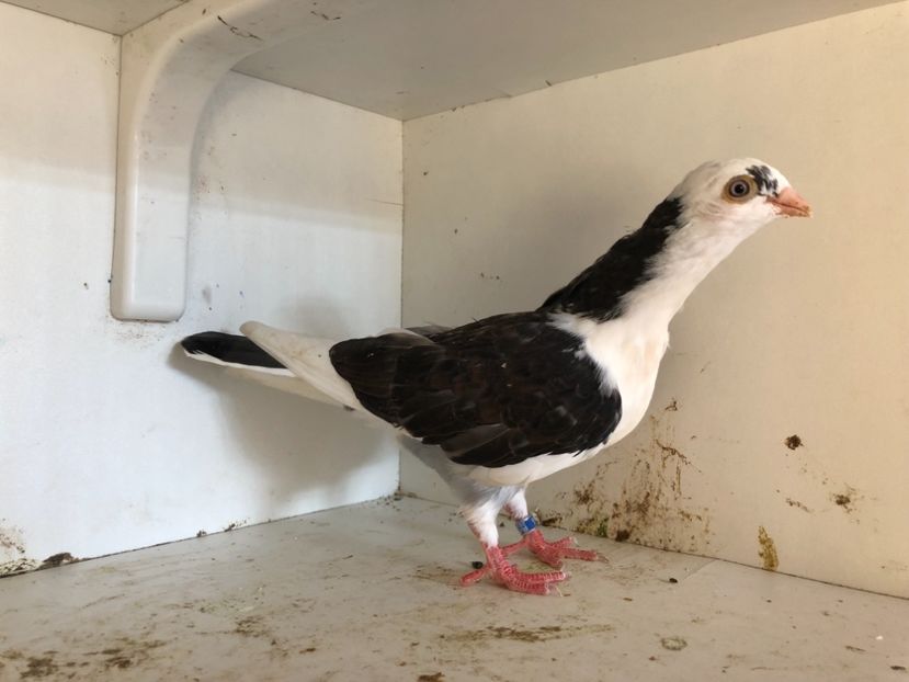 11618 - 2-lot zbor galateni 2019