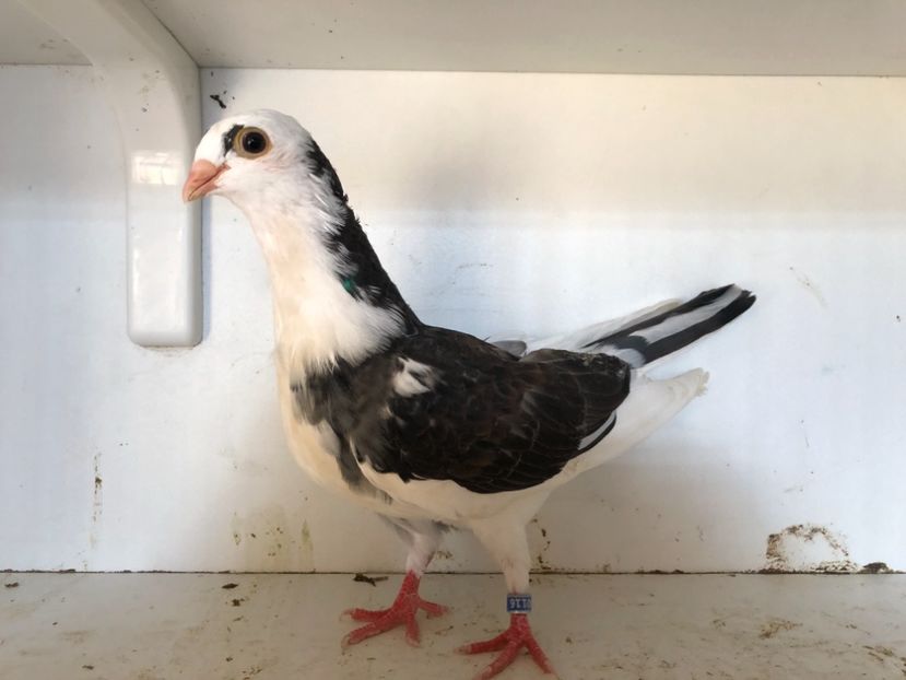  - 2-lot zbor galateni 2019