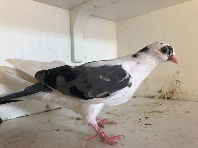 8118 - 2-lot zbor galateni 2019