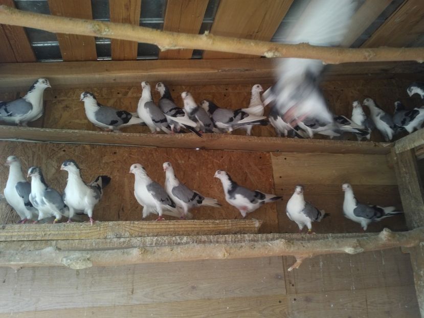  - 1938 Adrian Margarit