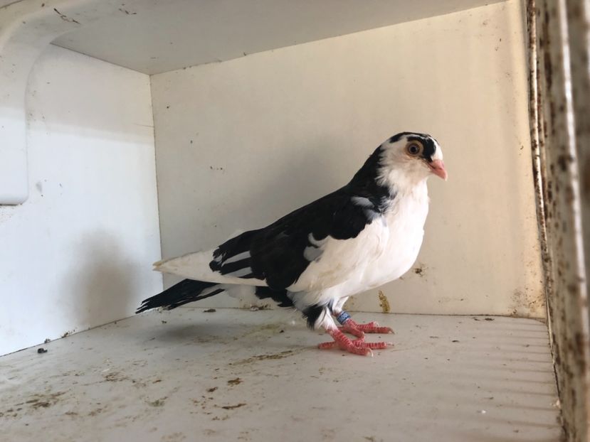 8218 - 2-lot zbor galateni 2019