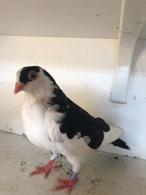  - 2-lot zbor galateni 2019