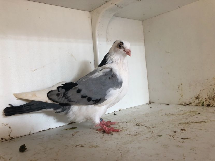 14918 - 2-lot zbor galateni 2019