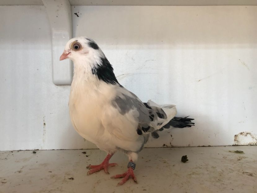  - 2-lot zbor galateni 2019