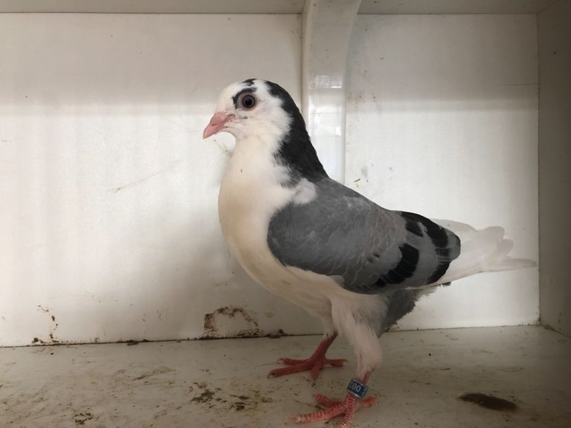 12418 - 2-lot zbor galateni 2019