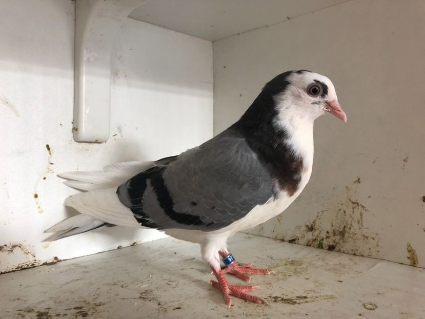  - 2-lot zbor galateni 2019