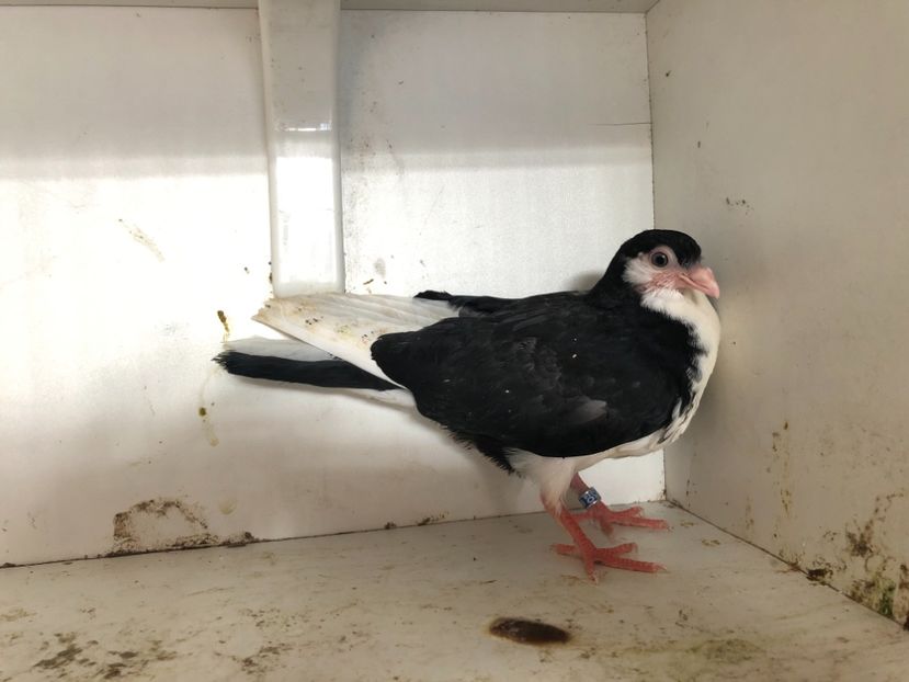 10318 - 2-lot zbor galateni 2019