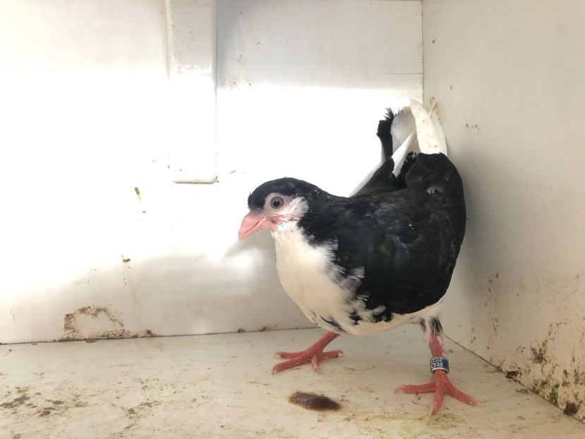  - 2-lot zbor galateni 2019