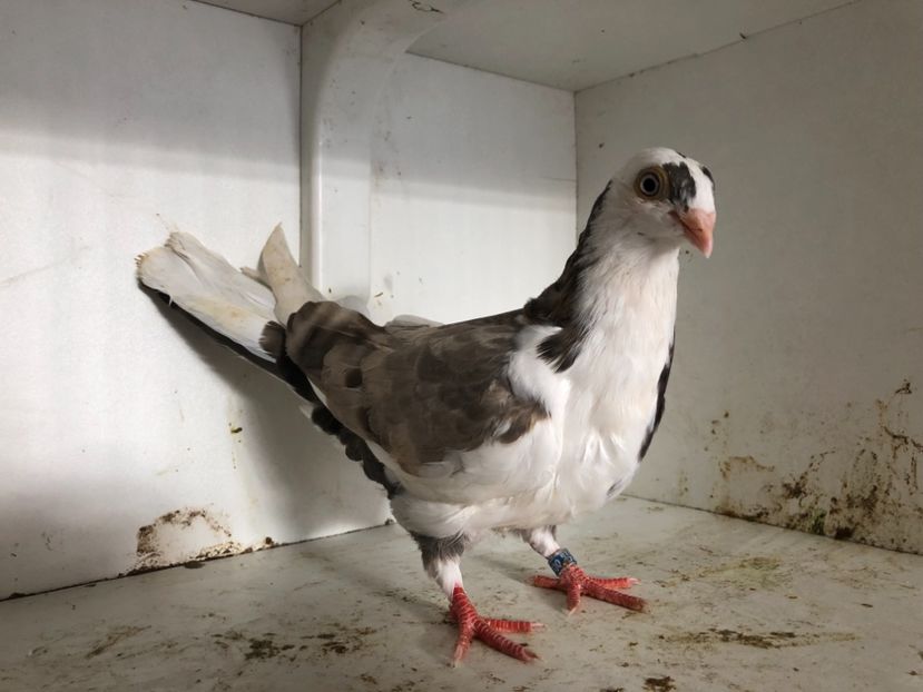 17218 - 2-lot zbor galateni 2019