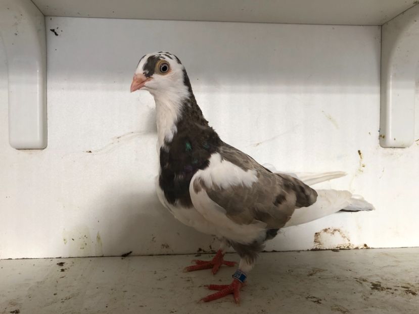  - 2-lot zbor galateni 2019